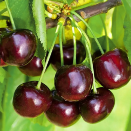 ECO RESOURCE Cherries - Fruit and berry