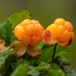 ECO RESOURCE Cloudberry - Fruit and berry