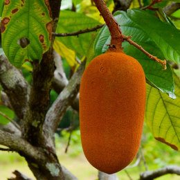 ECO RESOURCE Kupuasu - Exotic fruits