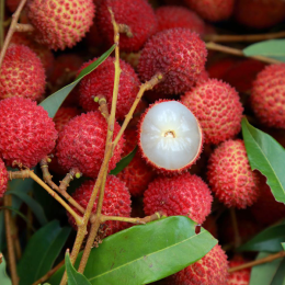 ECO RESOURCE Lychee - Exotic fruits
