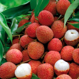 ECO RESOURCE Lychee - Exotic fruits