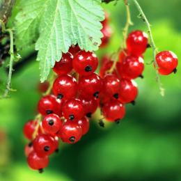 ECO RESOURCE Red currant - Fruit and berry