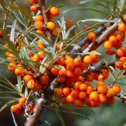 ECO RESOURCE Sea buckthorn - Fruit and berry