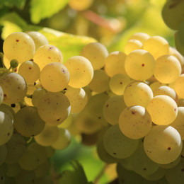 ECO RESOURCE Натуральный порошок белого винограда – для производства напитков