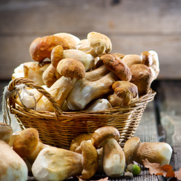 ECO RESOURCE White mushrooms - Gastronomic