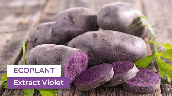 ECO RESOURCE Natural dye Extract of purple potato ECOPLANT.